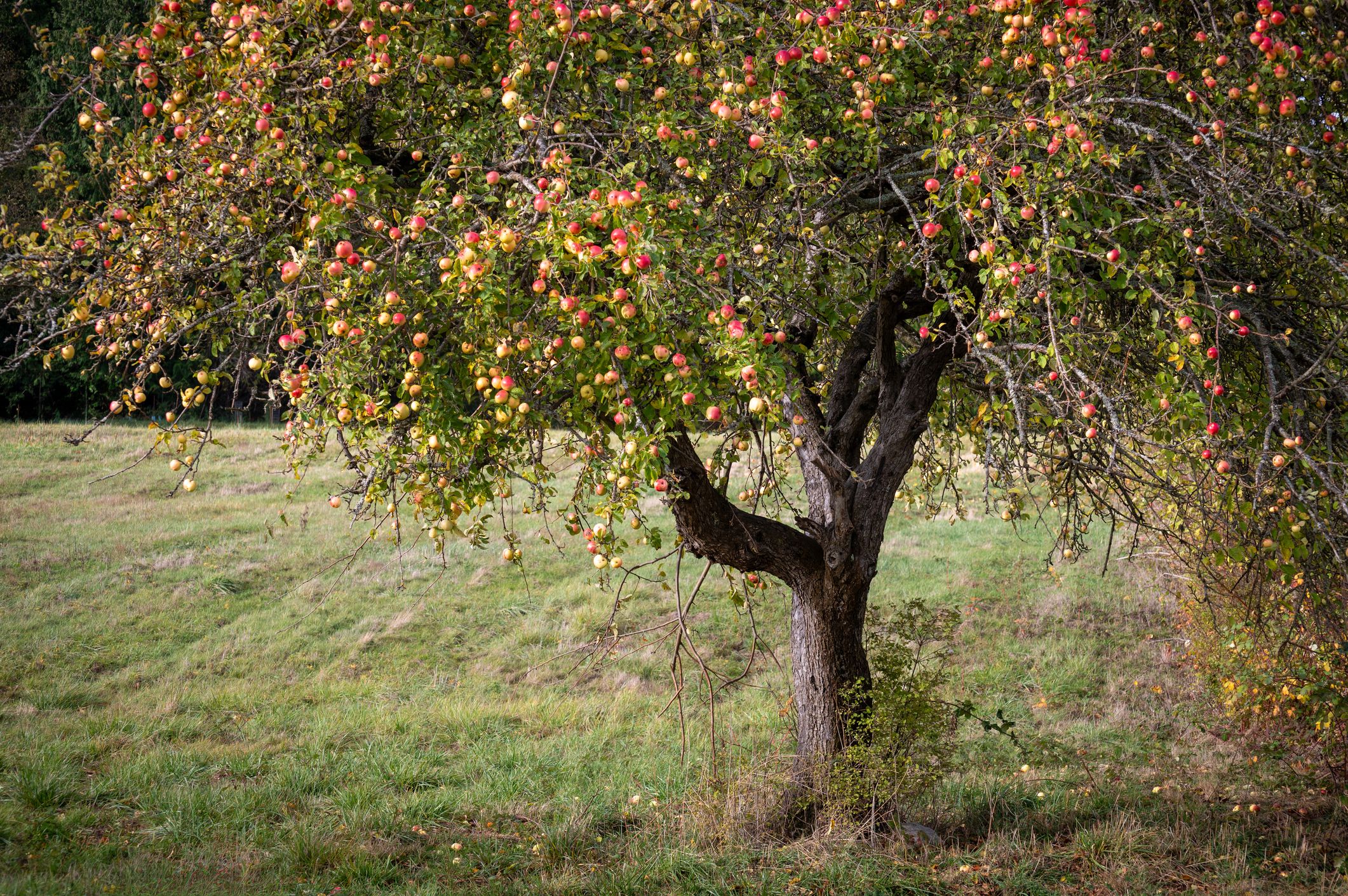 Windfall Fruit Law: Can You Legally Eat Apples That Fall Into Your Garden?