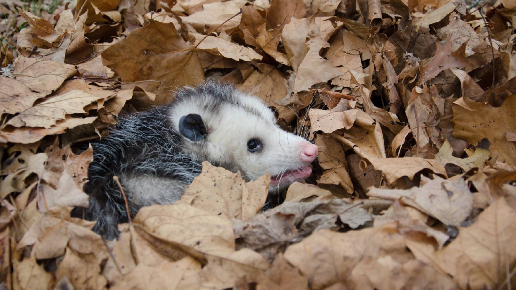 Don't Rake Those Leaves: They Could Be a Home for a Hidden Opossum
